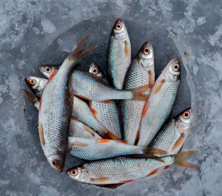 Ice fishing electronics sonar